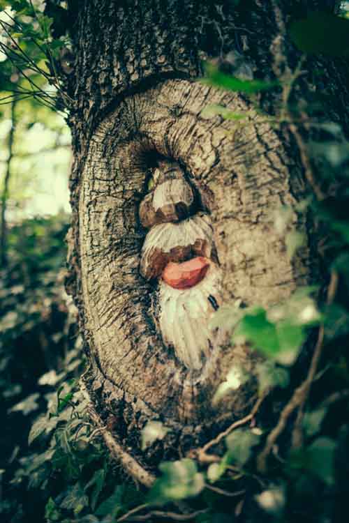 Il giocabosco Immagine de Il giocabosco