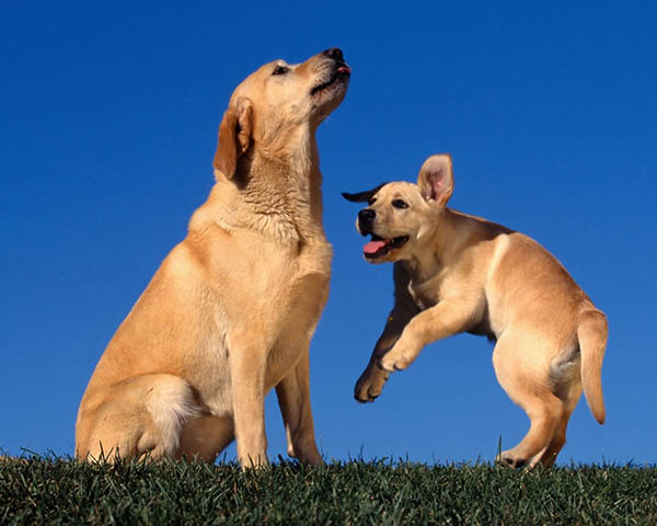 immagine di mamma cana con cucciolo: educazione alla socializzazione del cane